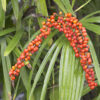 fructification de Chamaedorea radicalis