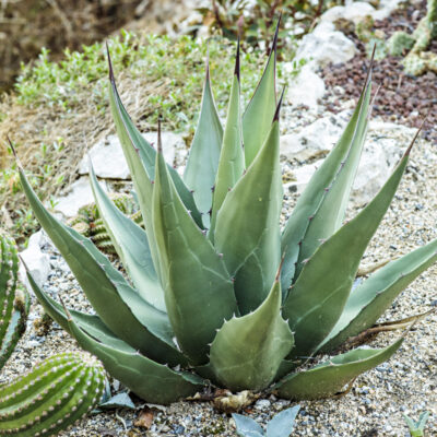 Agave gentryi, Agave de Gentry