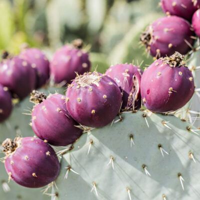 fruits d'Opuntia robusta