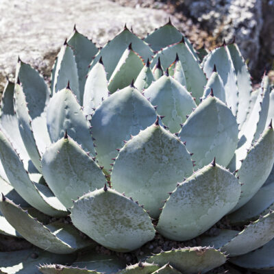 Agave parryi var truncata