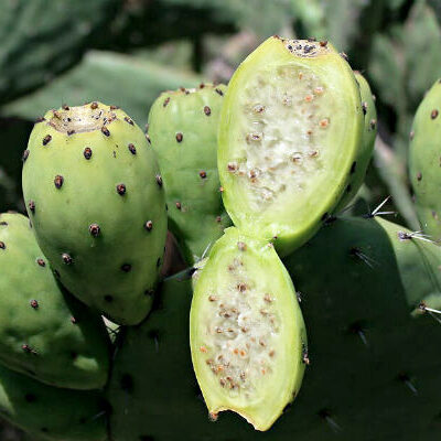 Opuntia ficus indica Torreon Green, Verde de Coahuila