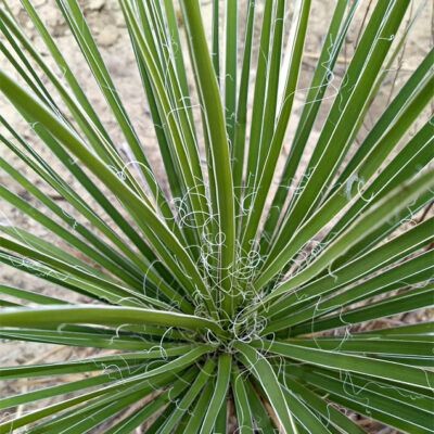 Yucca coahuilensis