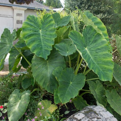 Colocasia Jack Giant , oreille d'éléphant géante de Jack