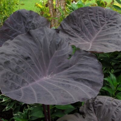 Colocasia ‘Noble Gigante’ (alias Purple Giant),