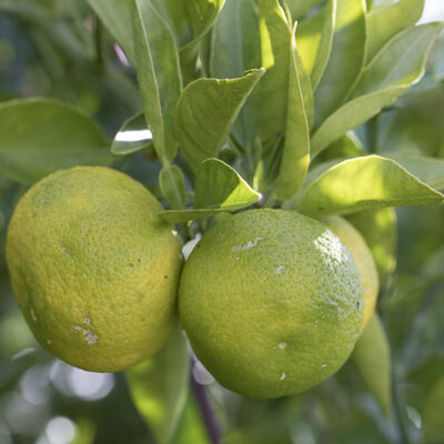 Citrus sphaerocarpa, sudachi