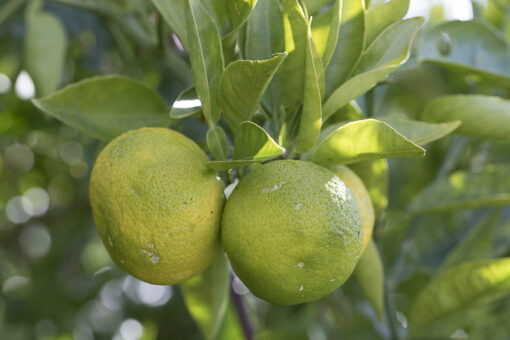 Citrus sphaerocarpa, sudachi