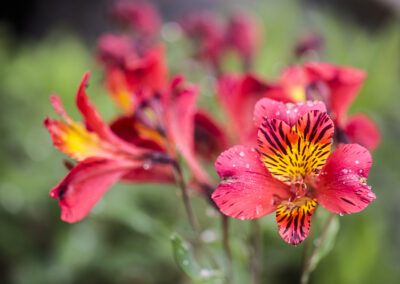 Fleur de l'alstroemère, 'Chinon',