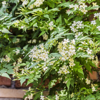 Jasminum officinale Clotted Cream