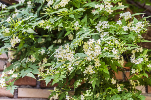 Jasminum officinale Clotted Cream