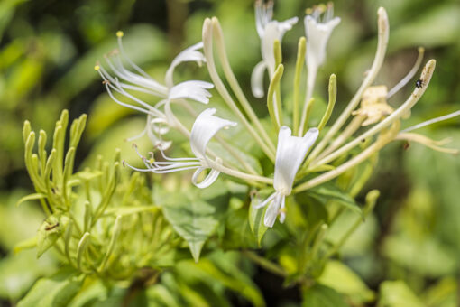 -Lonicera similis delavayi, chèvrefeuille de Delavay, liane parfumée