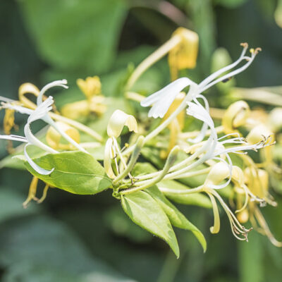 -Lonicera similis delavayi, chèvrefeuille de Delavay, liane parfumée