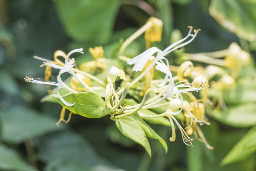 -Lonicera similis delavayi, chèvrefeuille de Delavay, liane parfumée