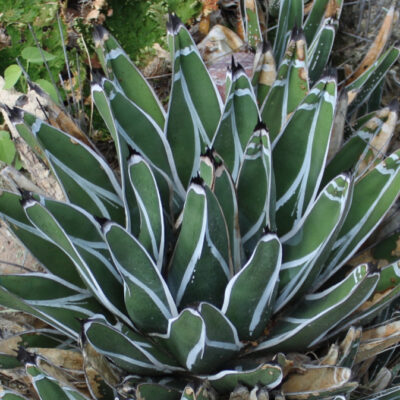 Agave pintilla