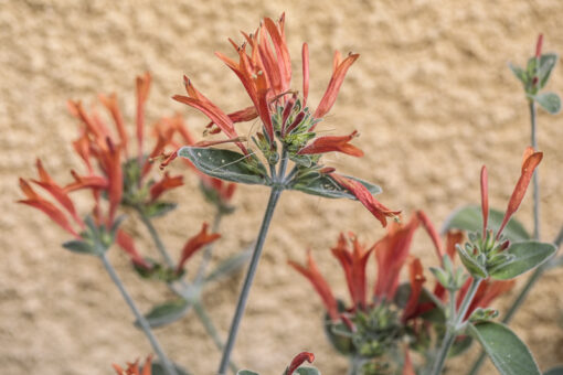 photo de Dicliptera suberecta en fleurs, alias Jacobinia suberecta