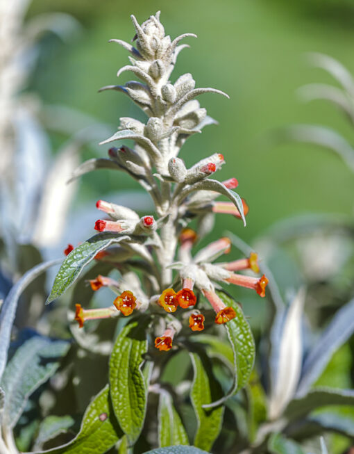 photo de Buddleia speciosissima en fleurs