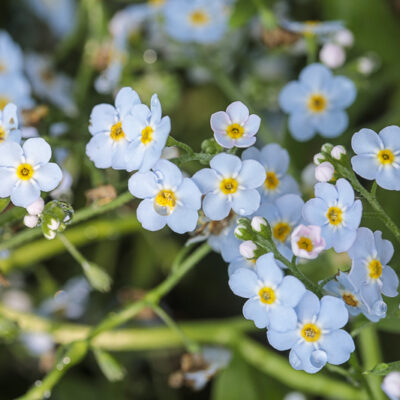 Myosotis palustris, myosotis des marais, en fleurs