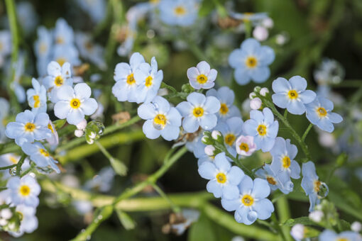 Myosotis palustris, myosotis des marais, en fleurs