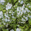 Myosotis palustris, myosotis des marais, en fleurs