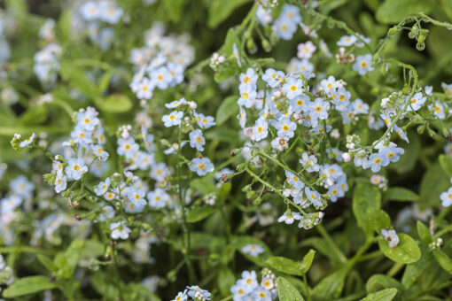 Myosotis palustris, myosotis des marais, en fleurs