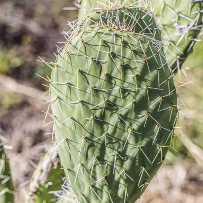 Opuntia streptacantha