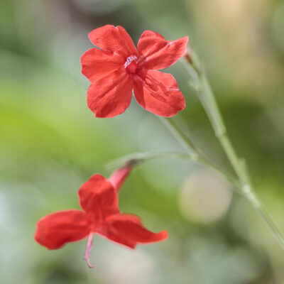 Ruellia elegans, pétunia du Brésil, en fleurs