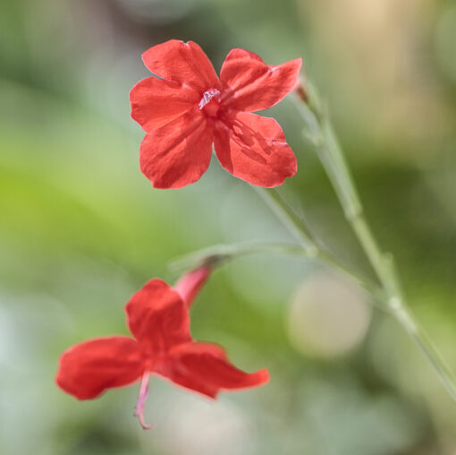 Ruellia elegans, pétunia du Brésil, en fleurs