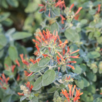 photo de Dicliptera suberecta en fleurs, alias Jacobinia suberecta