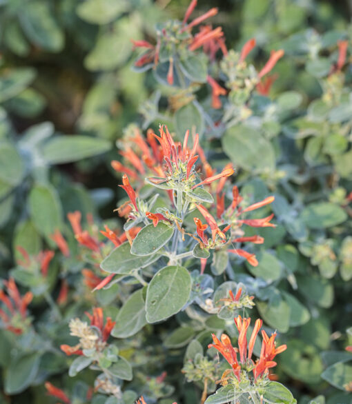 photo de Dicliptera suberecta en fleurs, alias Jacobinia suberecta