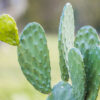 Opuntia cochenillifera, Nopalea cochenillifera