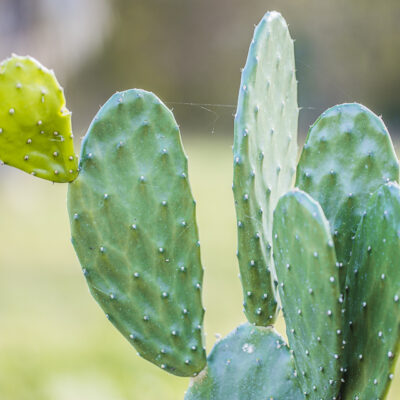 Opuntia cochenillifera, Nopalea cochenillifera