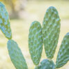 Opuntia cochenillifera, Nopalea cochenillifera