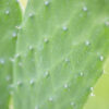 Opuntia cochenillifera, Nopalea cochenillifera
