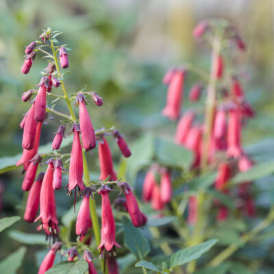 Phygelius Candy Drops Red, fuchsia du Cap 'Candy Drops Red'