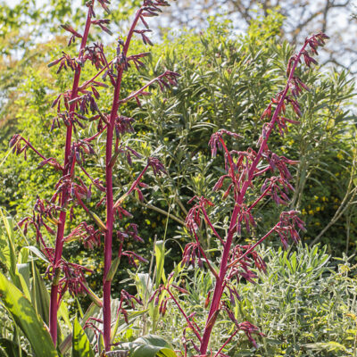 Photo de Beschorneria septentrionalis, beschornérie rustique, en fleurs