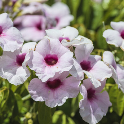 Pandorea jasminoides bignone faux jasmin