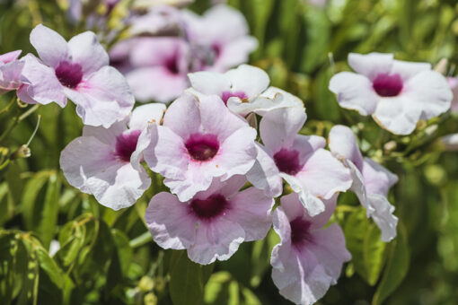 Pandorea jasminoides bignone faux jasmin