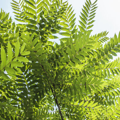 Toona sinensis, la cedrèle de Chine, ou acajou de Chine, alias Cedrela sinensis