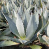 Agave atrovirens mirabilis de notre production
