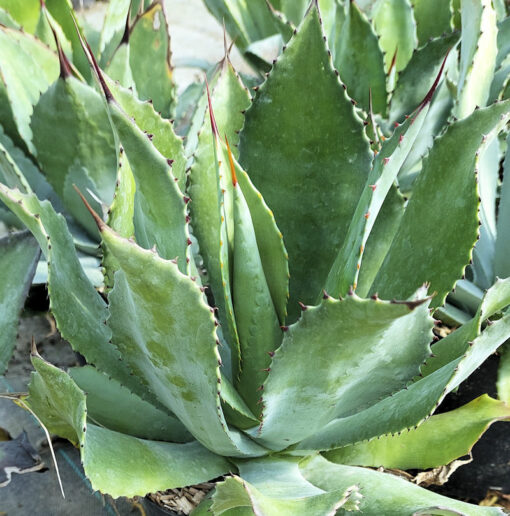 Agave congesta de notre production