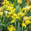 Canna Cannova Yellow, jaune à points discrets