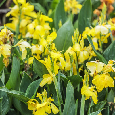 Canna Cannova Yellow, jaune à points discrets