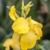 Canna Cannova Yellow, jaune à points discrets