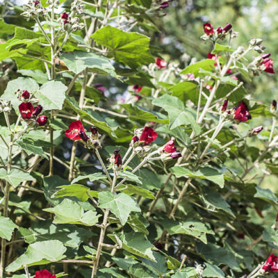 Phymosia umbellata, abutilon du Mexique