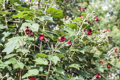 Phymosia umbellata, abutilon du Mexique