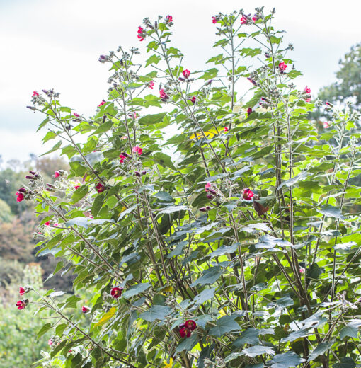 Phymosia umbellata, abutilon du Mexique