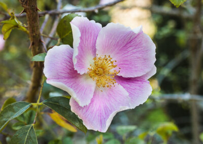 Rosa laevigata 'Anémone'