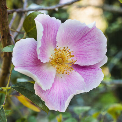 Rosa laevigata 'Anémone'