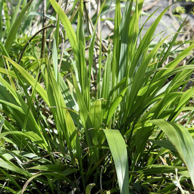 Phaenosperma globosa, millet cascade, en feuille