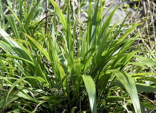 Phaenosperma globosa, millet cascade, en feuille