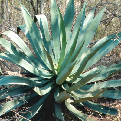 Agave hookeri